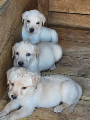 1-3 months Female Purebred Labrador Retriever