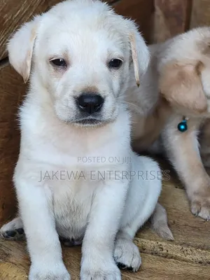 1-3 months Female Purebred Labrador Retriever