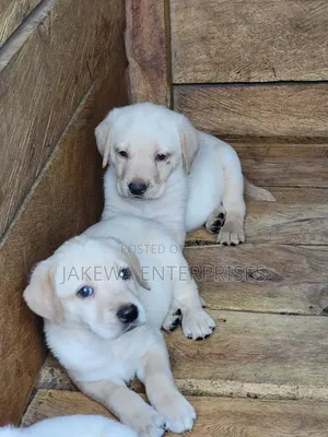 1-3 months Male Purebred Labrador Retriever