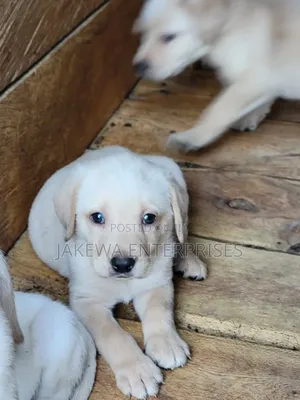 1-3 months Female Purebred Labrador Retriever