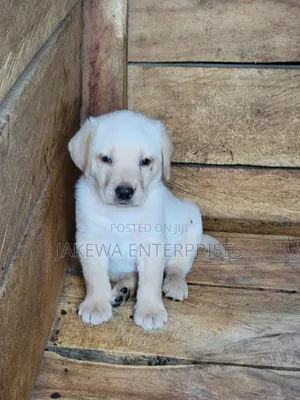 1-3 months Male Purebred Labrador Retriever