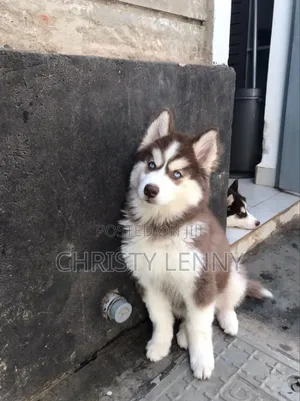 1-3 months Male Purebred Siberian Husky