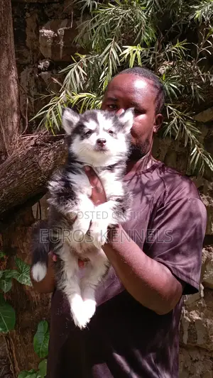 1-3 months Male Purebred Siberian Husky