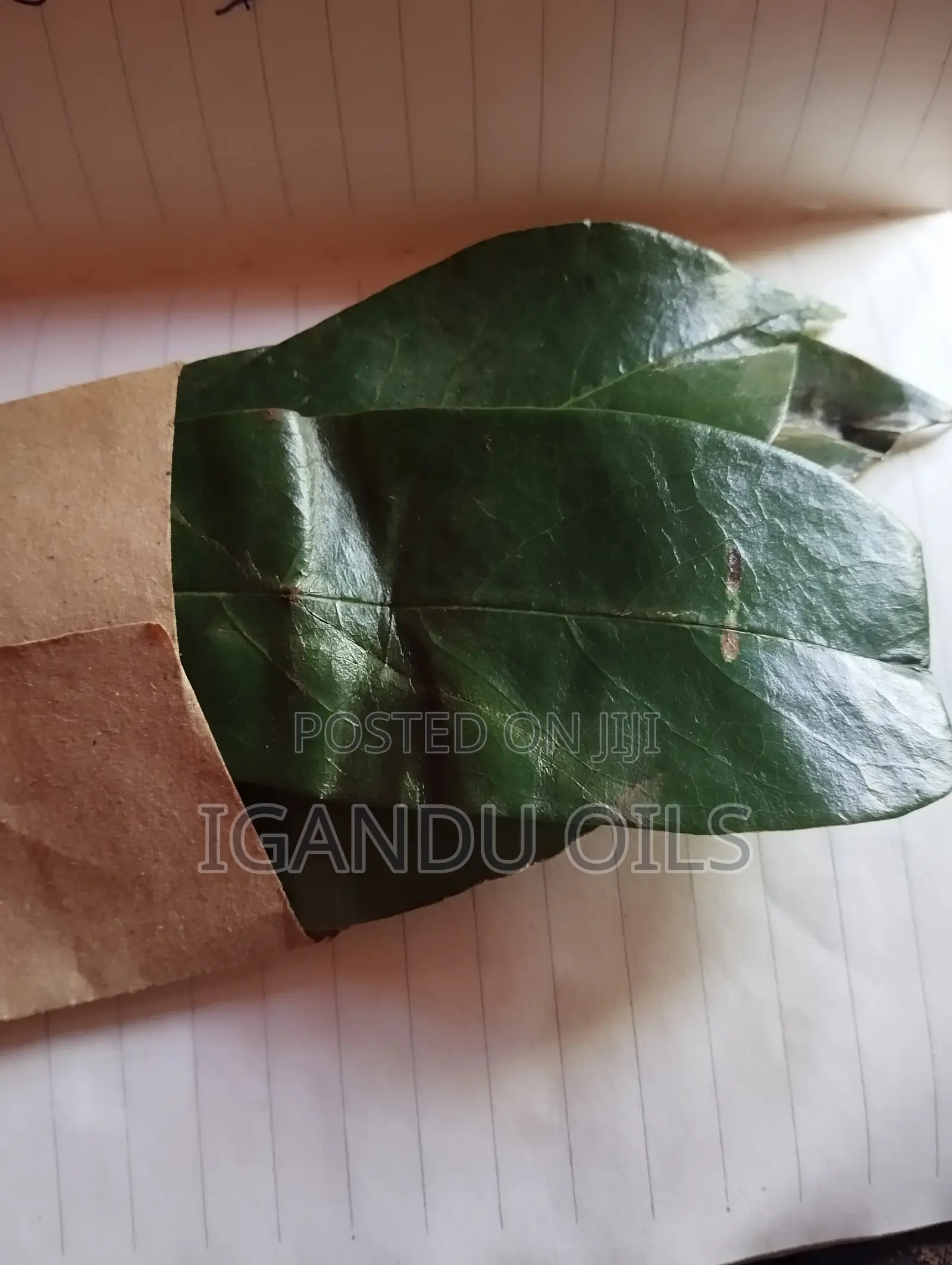 Soursop Leaves (Fresh)