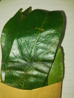 Soursop Leaves (Fresh)