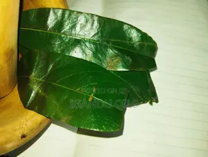 Soursop Leaves (Fresh)