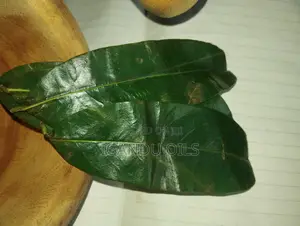 Soursop Leaves (Fresh)