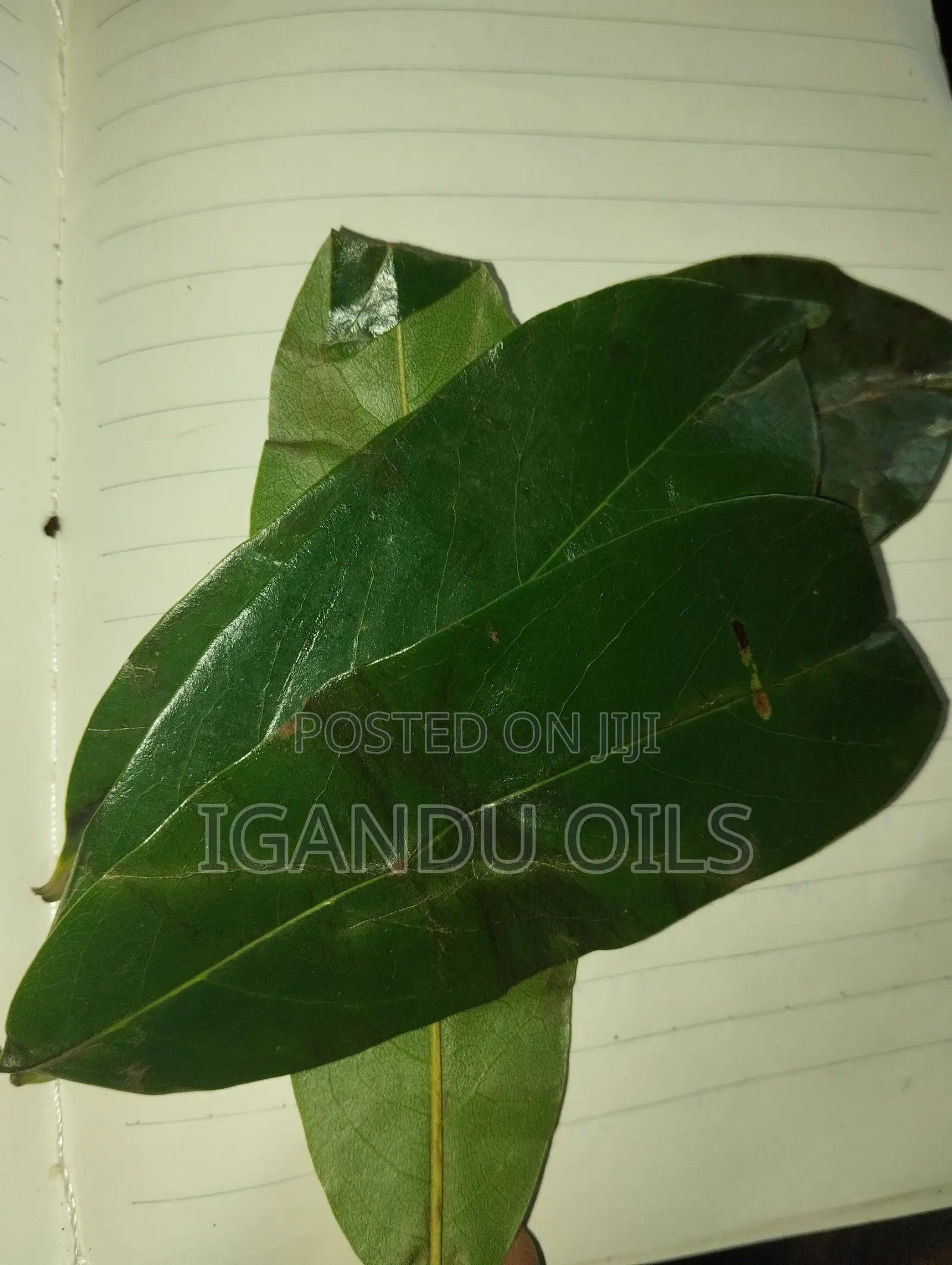 Soursop Leaves (Fresh)