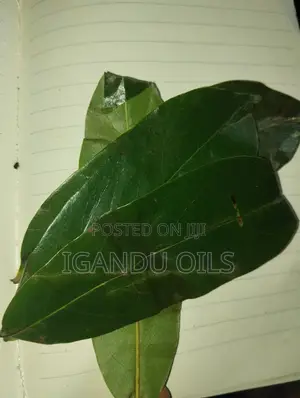 Soursop Leaves (Fresh)