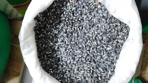 Njahi 1kg at 150