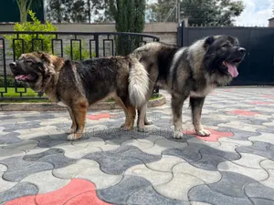 1+ year Male Purebred Caucasian Shepherd