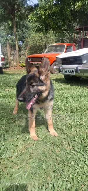6-12 months Male Purebred German Shepherd