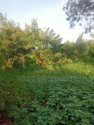 An of Land Is on Sale at Kenol Town