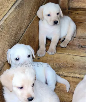 1-3 months Female Purebred Labrador Retriever