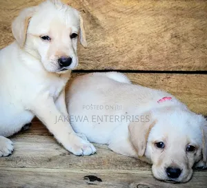 1-3 months Male Purebred Labrador Retriever