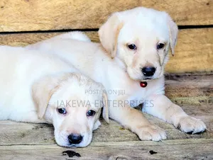 1-3 months Female Purebred Labrador Retriever