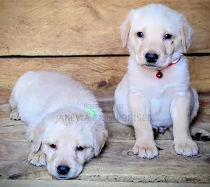 1-3 months Male Purebred Labrador Retriever