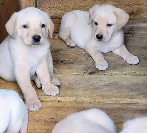 1-3 months Female Purebred Labrador Retriever