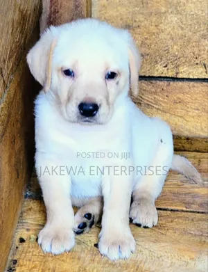 1-3 months Male Purebred Labrador Retriever