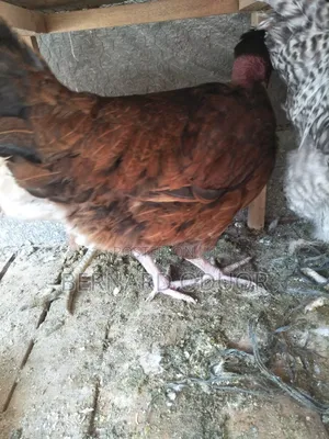 Pure. Kienyeji Hens - Miera