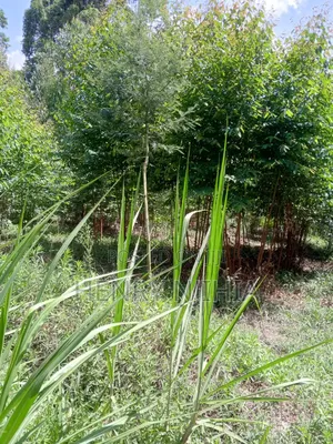 1.2 Acres/0.5 Ha Land for Sale in Gathanji Githunguri.