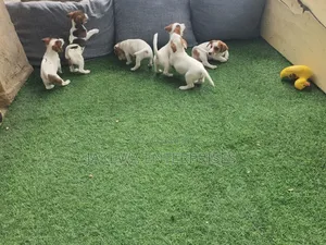 1-3 months Male Purebred Jack Russell Terrier