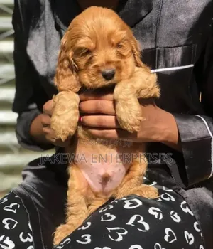 1-3 months Male Purebred Cocker Spaniel