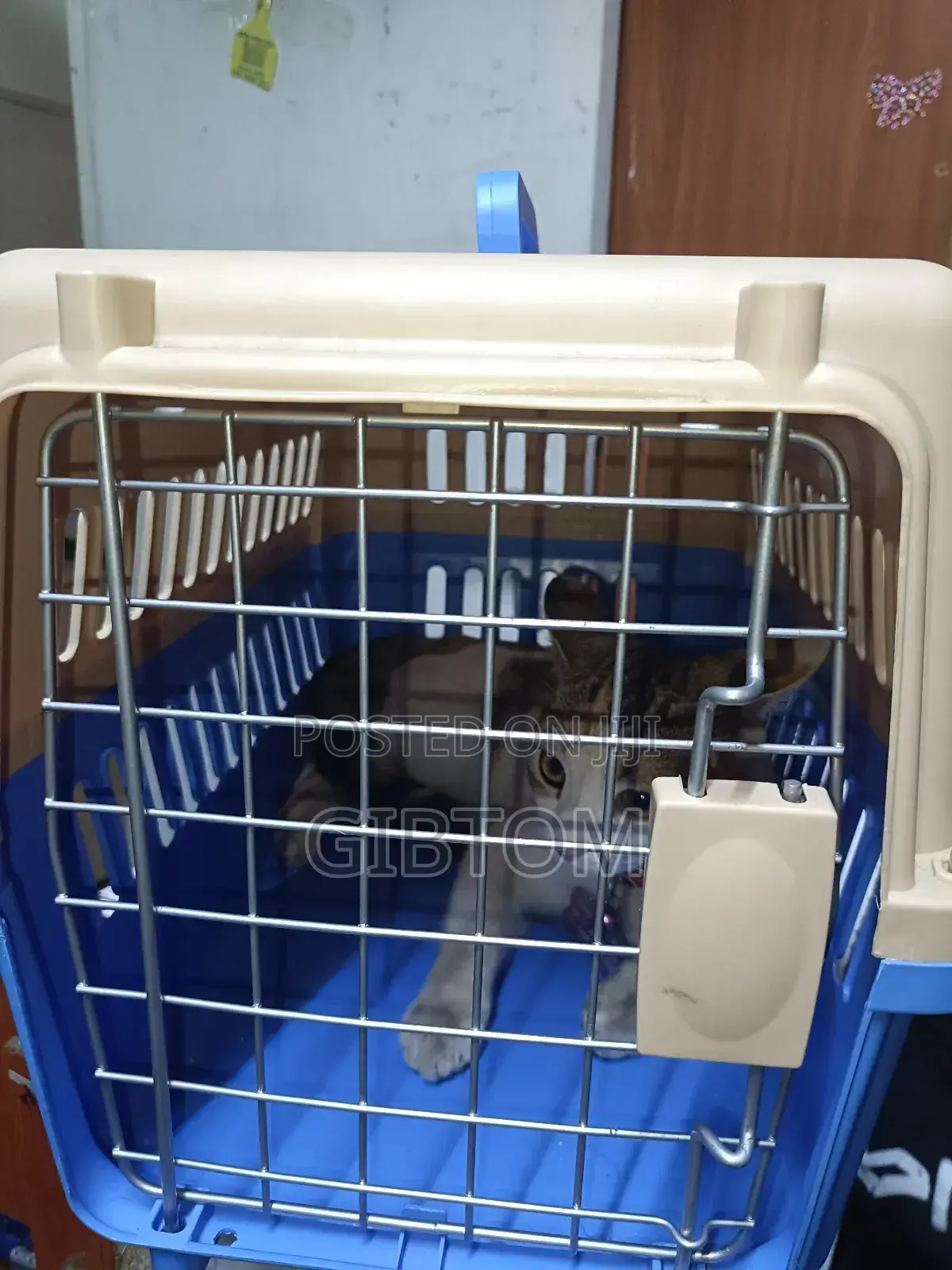 Iata Approved Pets Carrier Crates