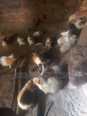Guinea Pigs