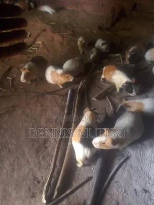 Guinea Pigs