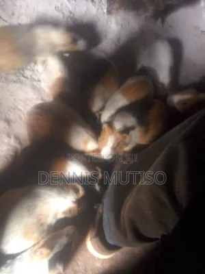 Guinea Pigs