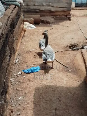 Geese on Sale