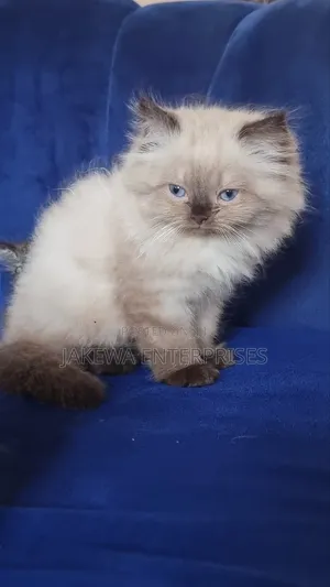 3-6 months Male Purebred Ragdoll