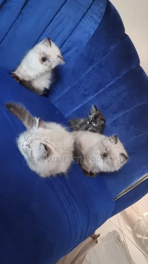 1-3 months Female Purebred Ragdoll