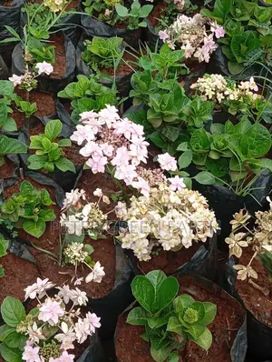 Flowering and Maintenance Serrvices