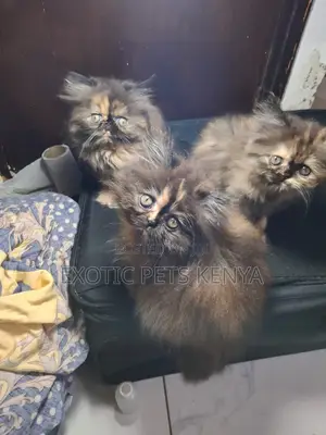 1-3 months Female Purebred Persian