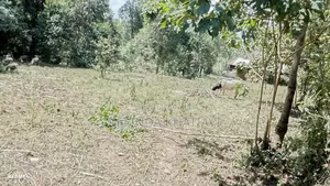 Prime 2.5 Points Land For Sale