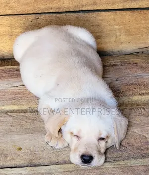 1-3 months Male Purebred Labrador Retriever