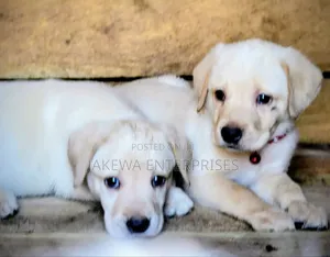 1-3 months Male Purebred Labrador Retriever