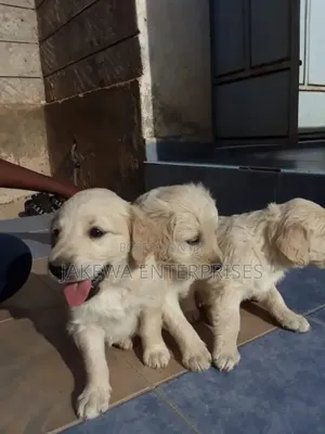 1-3 months Male Purebred Labrador Retriever