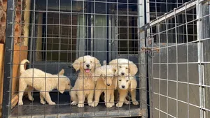 1-3 months Male Purebred Golden Retriever