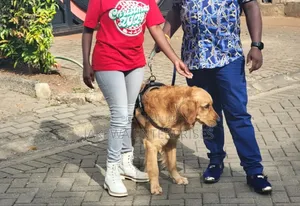 Golden Retriever STD Service