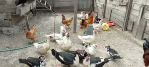 Chicken and Ducks