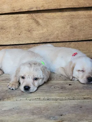 1-3 months Male Purebred Labrador Retriever