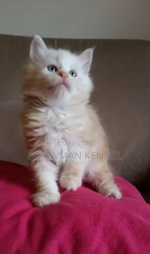 1-3 months Male Purebred Ragdoll