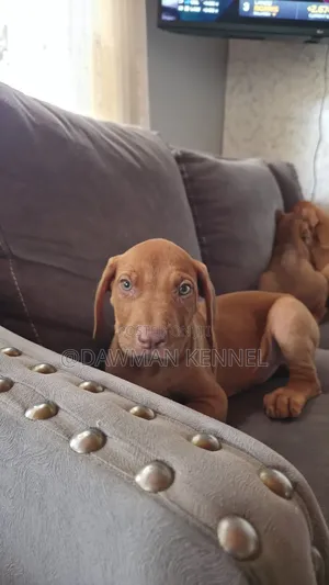1-3 months Female Purebred Rhodesian Ridgeback