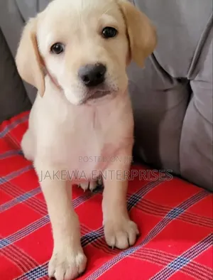 1-3 months Male Purebred Labrador Retriever