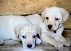 1-3 months Male Purebred Labrador Retriever