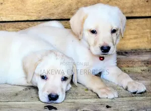 1-3 months Male Purebred Labrador Retriever