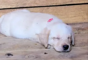 1-3 months Female Purebred Labrador Retriever